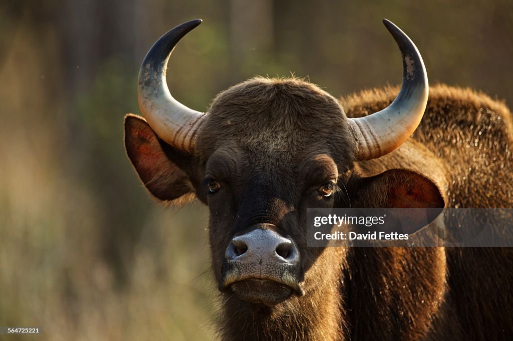 Gaur - Bos frontalis gaurus, Satpura National Park, Madhya Pradesh India