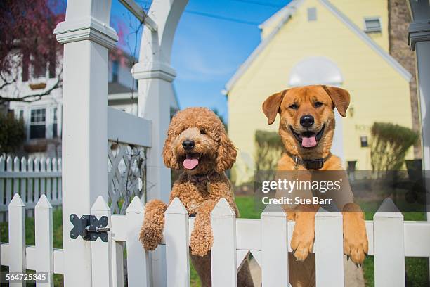 portrait of two dogs looking out from garden fence - tuinhek stockfoto's en -beelden