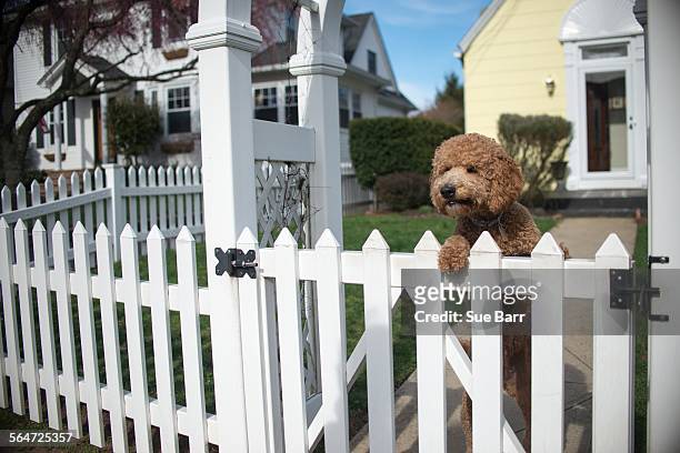 dog looking out from garden fence on hind legs - cloture maison photos et images de collection