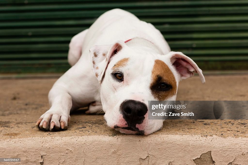 Portrait of dog, lying down, outdoors