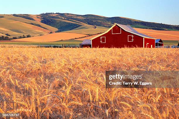 wheat fields ready for harvest - walla walla stockfoto's en -beelden