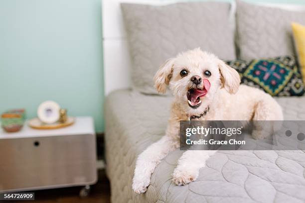 portrait of dog lying on bed - licking lips stock pictures, royalty-free photos & images