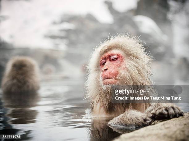 snow monkeys soaking in hot spring - snow monkeys stock-fotos und bilder