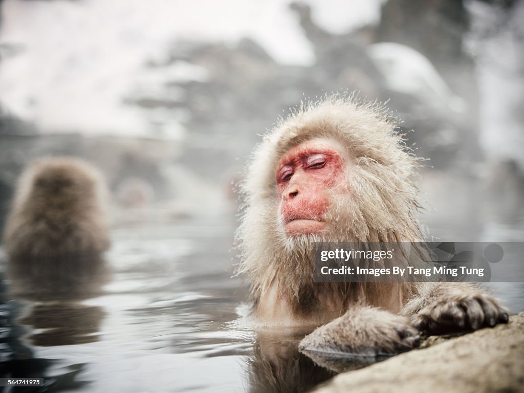 Snow monkeys soaking in hot spring