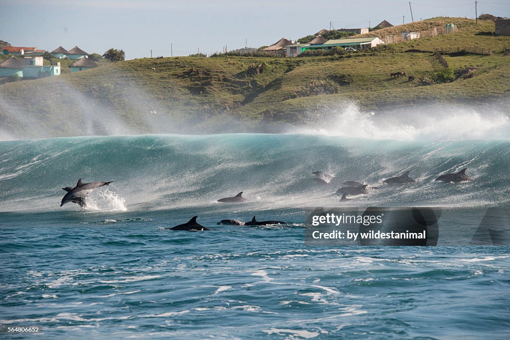 Dolphins Playing In The Surf