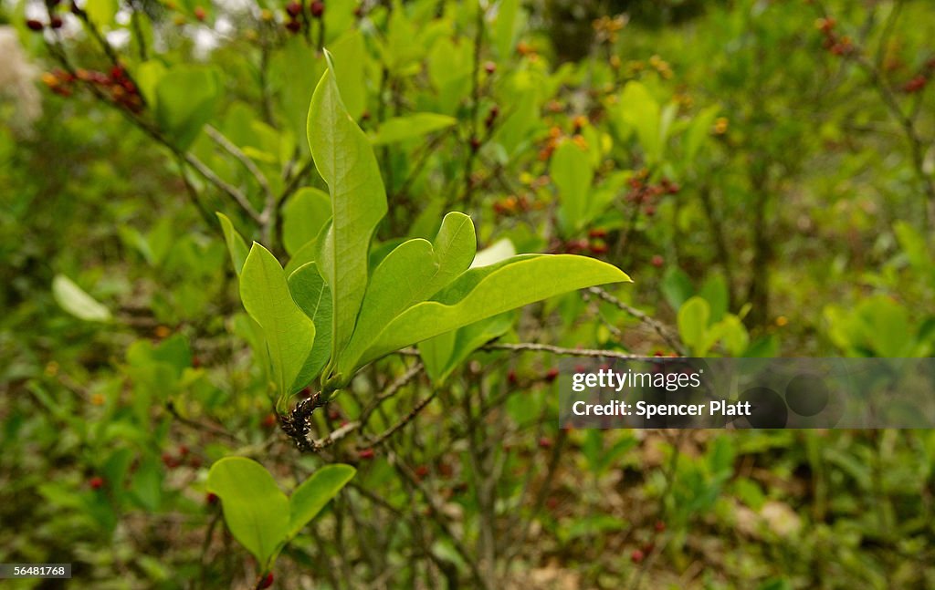 Bolivian Coca Growers Hope for Better Days Under Morales