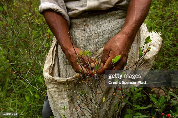 Man tends to his coca plants December 21, 2005 in the town of Coroico in the Yungas, Bolivia. Evo Morales, the newly elected Bolivian president and...