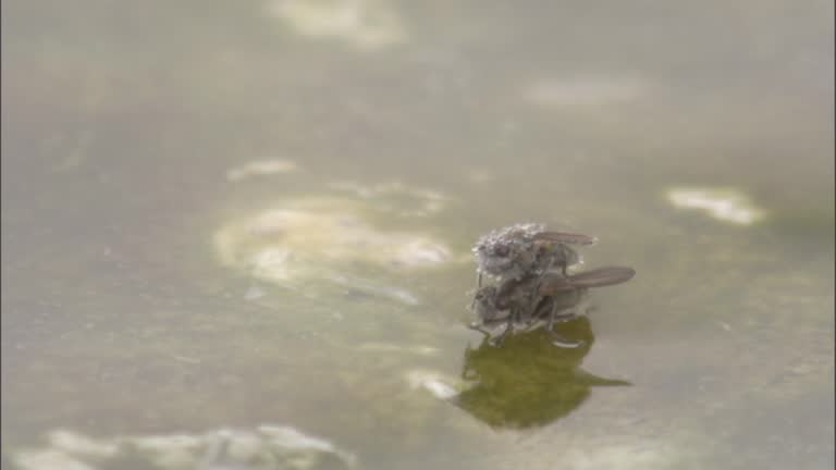 Pool Flies 18 Brine Fly Stock Videos, Footage, & 4K Video Clips - Getty Images