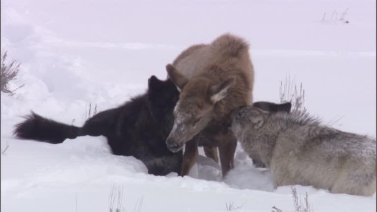 Wolves Attacking 709 Wolf Attack Stock Videos, Footage, & 4K Video Clips - Getty Images