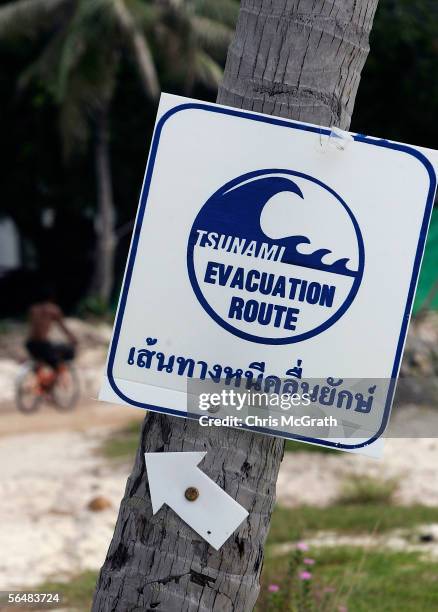 Sign showing the tsunami evacuation route is seen pinned to a palm tree, December 23, 2005 on Phi Phi Island, Thailand. As the one year anniversary...