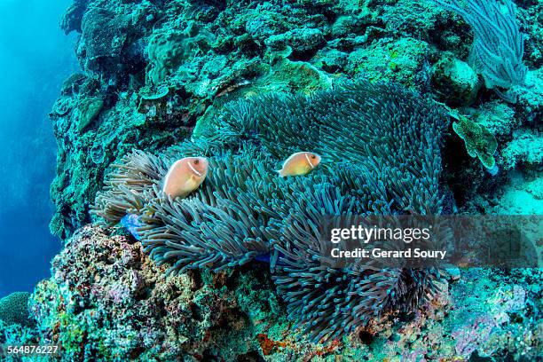 pink anemone fish - amphiprion akallopisos stock pictures, royalty-free photos & images