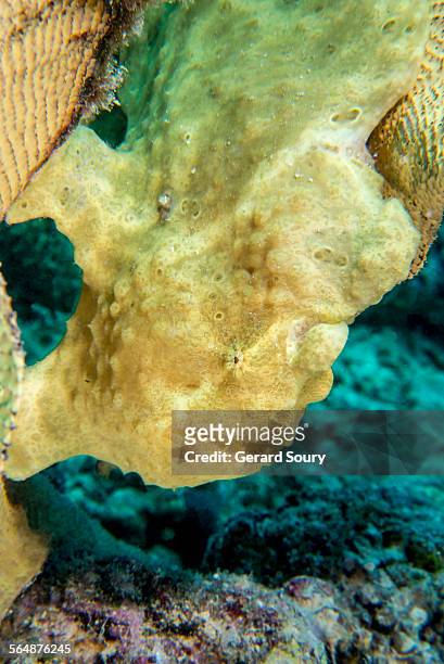 yellow giant anglerfish in a sea sponge - yellow frogfish stock pictures, royalty-free photos & images