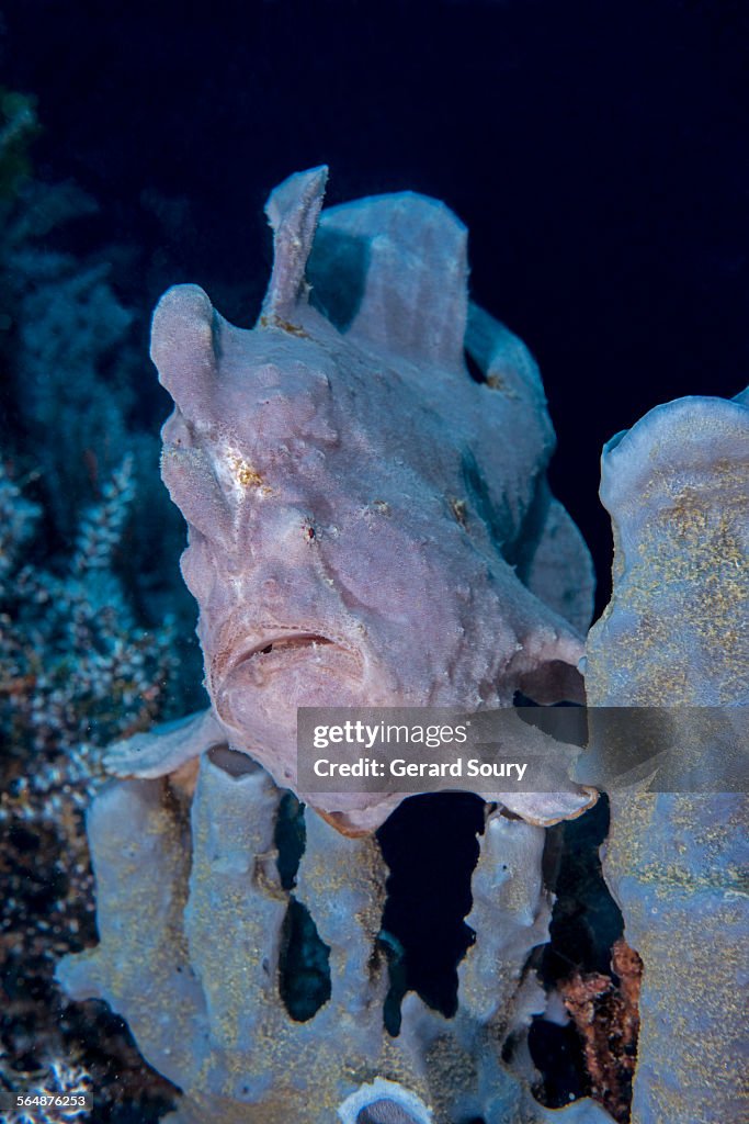 Mauve Giant anglerfish in a sea sponge