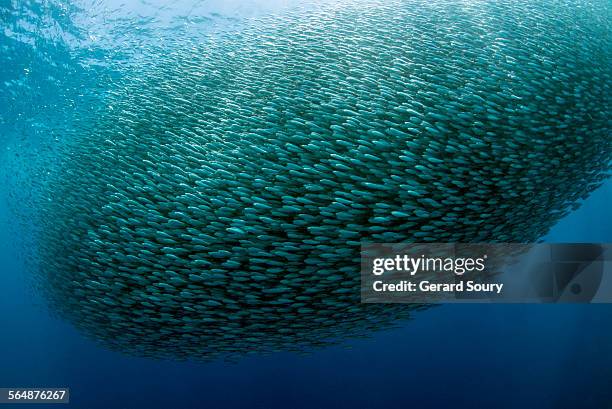 a huge school of sardines - fisch stock-fotos und bilder