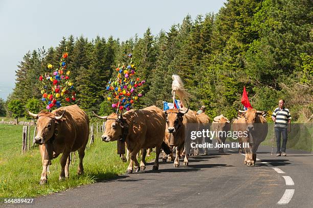 Transhumance France Transhumance Seasonal Photos and Premium High Res Pictures ...