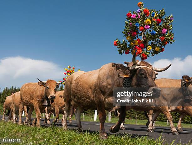 transhumance festival cows in procession - adorno floral fotografías e imágenes de stock