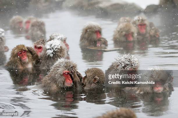 Japanese Macaque monkies relax in the hot springs at Jigokudani-Onsen on December 27, 2005 in Jigokudani, Nagano Prefecture, Japan where the nation...