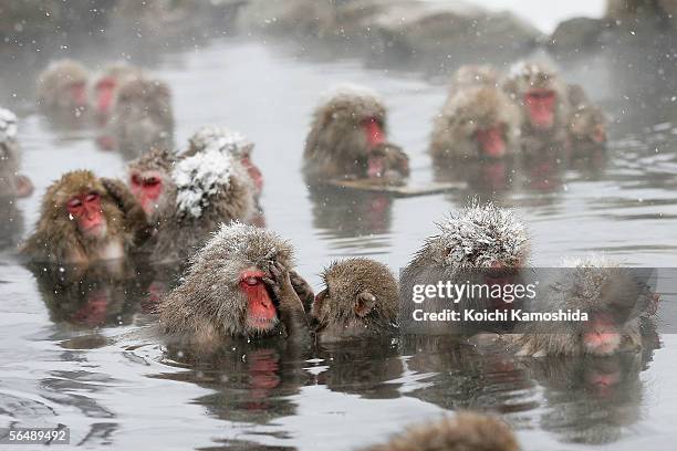 Japanese Macaque monkies relax in the hot springs at Jigokudani-Onsen on December 27, 2005 in Jigokudani, Nagano Prefecture, Japan where the nation...