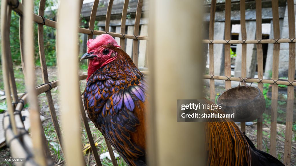 Rooster in Bali