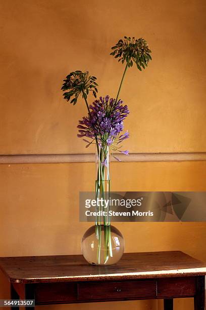 agapanthus in a vase at la motte - african lily stock-fotos und bilder