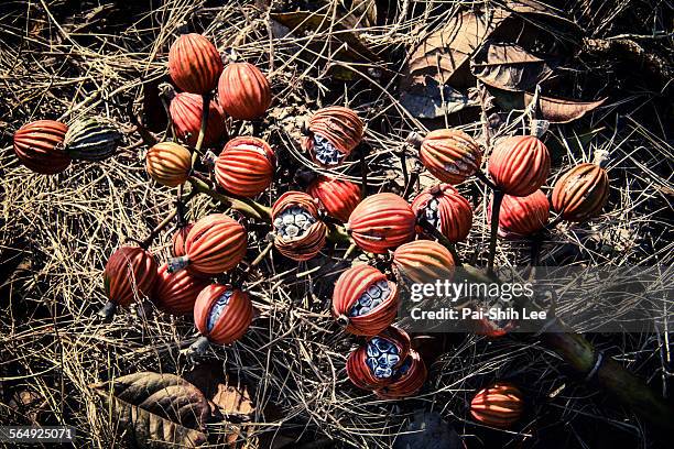 shellginger様 おまとめ４点 k779.t134.t111.b005 121 Shell Ginger Stock Photos, High-Res Pictures, and Images