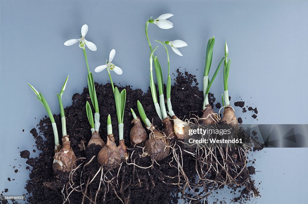 Snowdrops, bulbs and potting soil