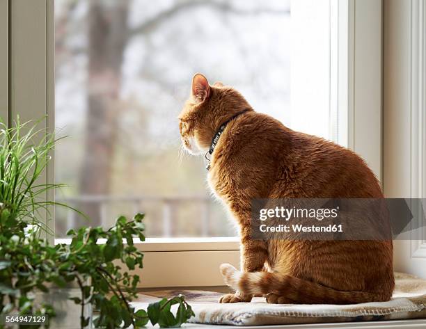 cat sitting on window sill looking through window - kat stockfoto's en -beelden
