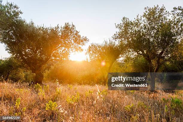 greece, corfu, olive orchard at sunset - corfu stock pictures, royalty-free photos & images