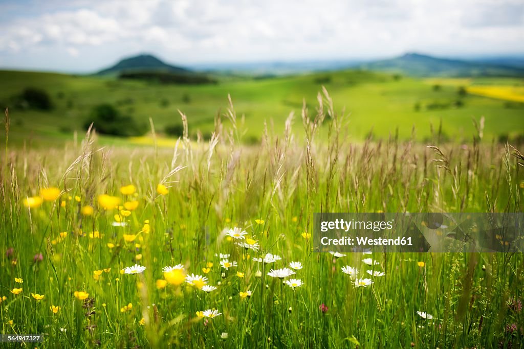 Germany, Constance district, landscape at springtime