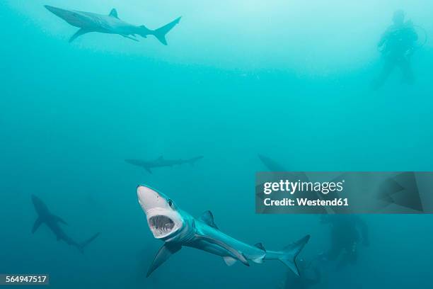 South Africa Blue Sharks Prionace Glauca And Divers, 照片檔