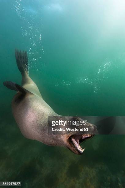 south africa, ocean, south african fur seal, arctocephalus pusillus - animal mouth open stock pictures, royalty-free photos & images
