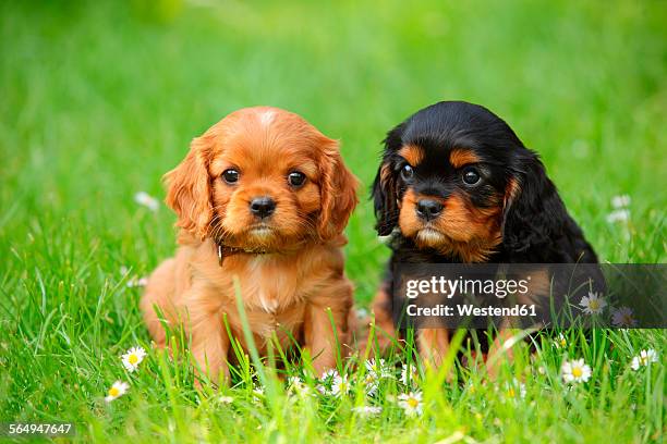 two cavalier king charles spaniel puppies sitting on a meadow - rubin stock-fotos und bilder