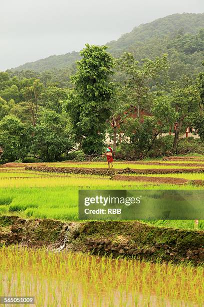 53 Goa Rice Fields Stock Photos, High-Res Pictures, and Images - Getty ...