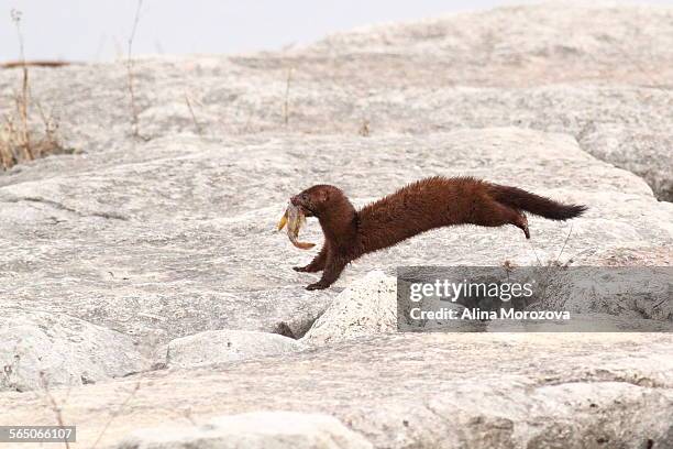 catch of the day - american mink fotografías e imágenes de stock