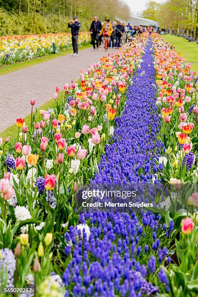 people passing colorful tulips at keukenhof - lisse stock pictures, royalty-free photos & images