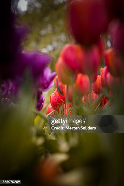 tulips seen from below at keukenhof - lisse stock pictures, royalty-free photos & images