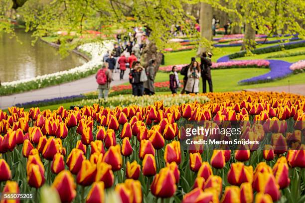 curved flower bed of tulips at keukenhof - keukenhof gardens stock pictures, royalty-free photos & images