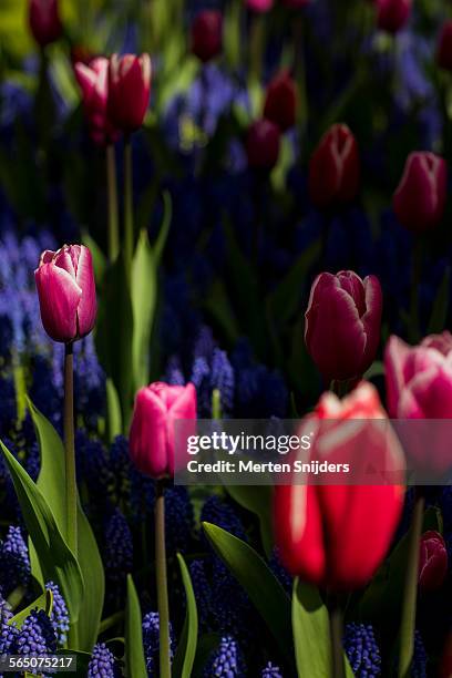 variation of red and purple tulips at keukenhof - lisse bildbanksfoton och bilder