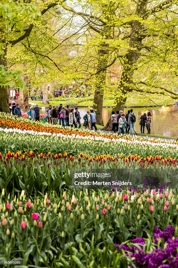 Tourists amidsts descending tulip flower beds