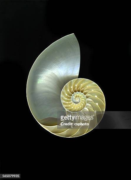 ocean marine seashell isolated - nautilus stock pictures, royalty-free photos & images