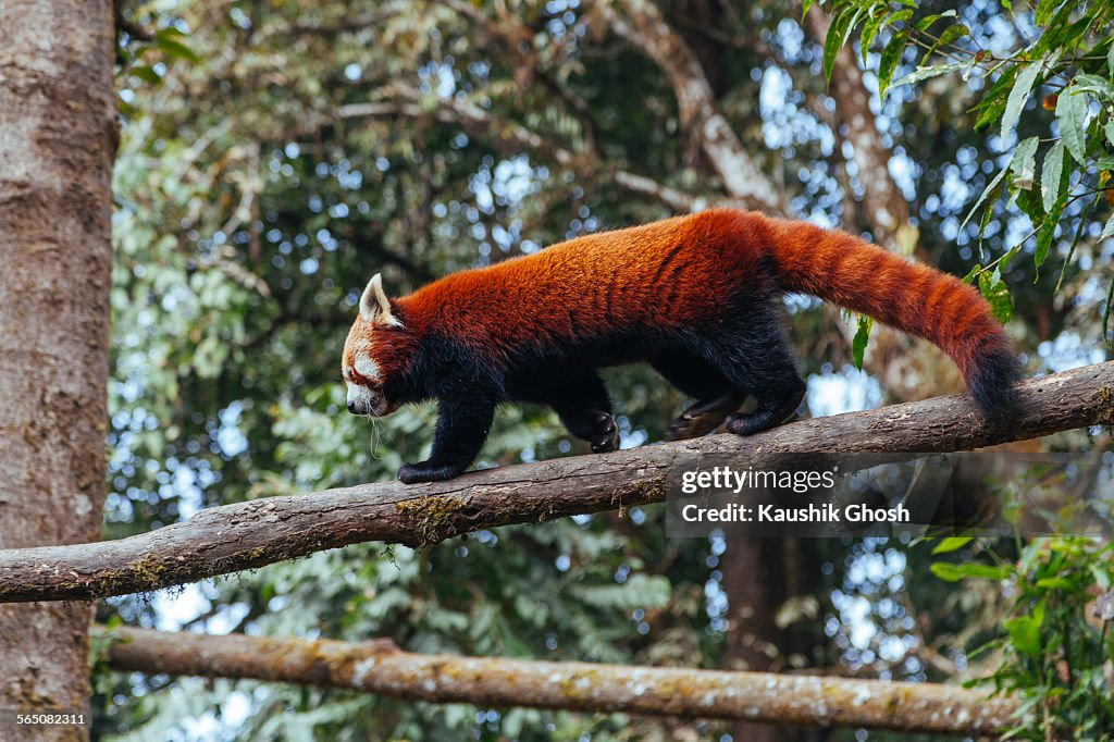 Red Panda in natural habitat