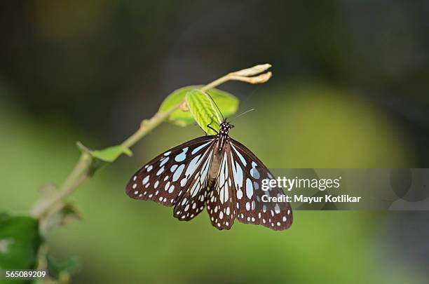 oriental blue tiger butterfly - butterfly maharashtra stock pictures, royalty-free photos & images