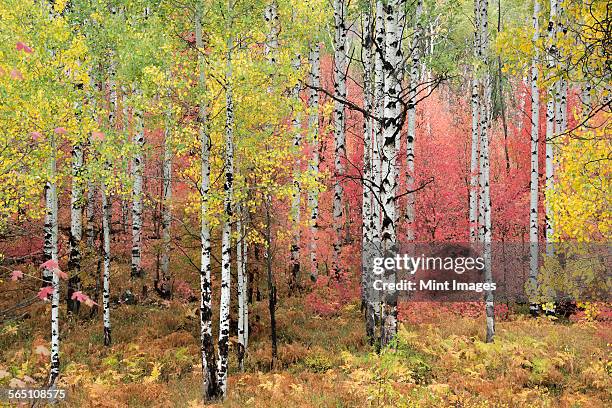a trail through the woods. vivid autumn foliage colour on maple and aspen tree leaves. - aspen tree stockfoto's en -beelden