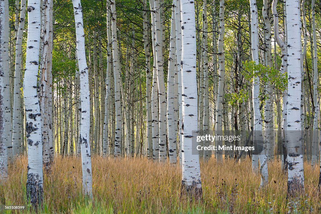 The tall straight trunks of trees in the forests with pale grey bark and green foliage.