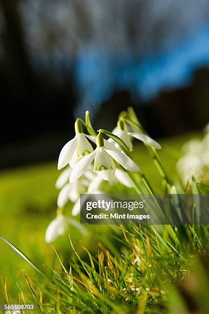 galanthus a herbaceous perennial in the amaryllis family. snowdrops, early spring flowers. - amaryllis family stock pictures, royalty-free photos & images