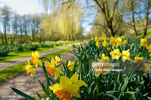 daffodils flowering in spring sunshine, by a garden path.  - amaryllis family stock pictures, royalty-free photos & images