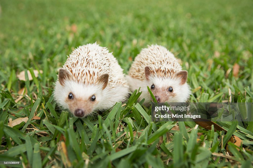 Two hedgehogs on the grass.