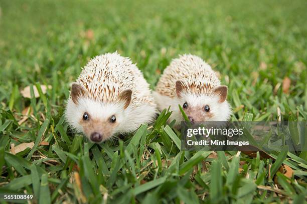 Two Hedgehogs On The Grass, 照片檔