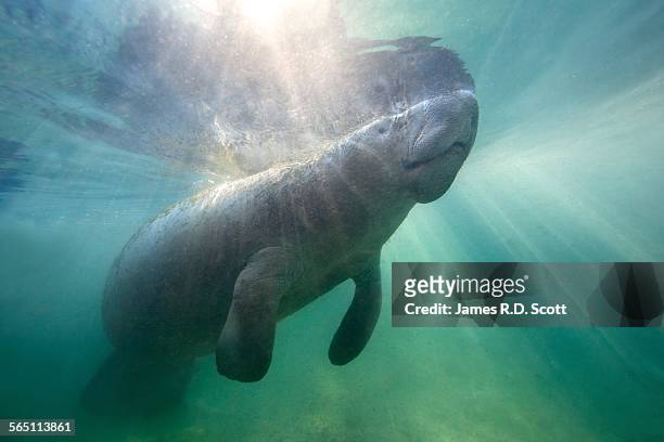 Florida Manatee in Crystal River