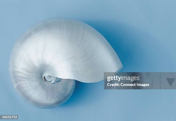 nautilus shell - nautilus stock pictures, royalty-free photos & images